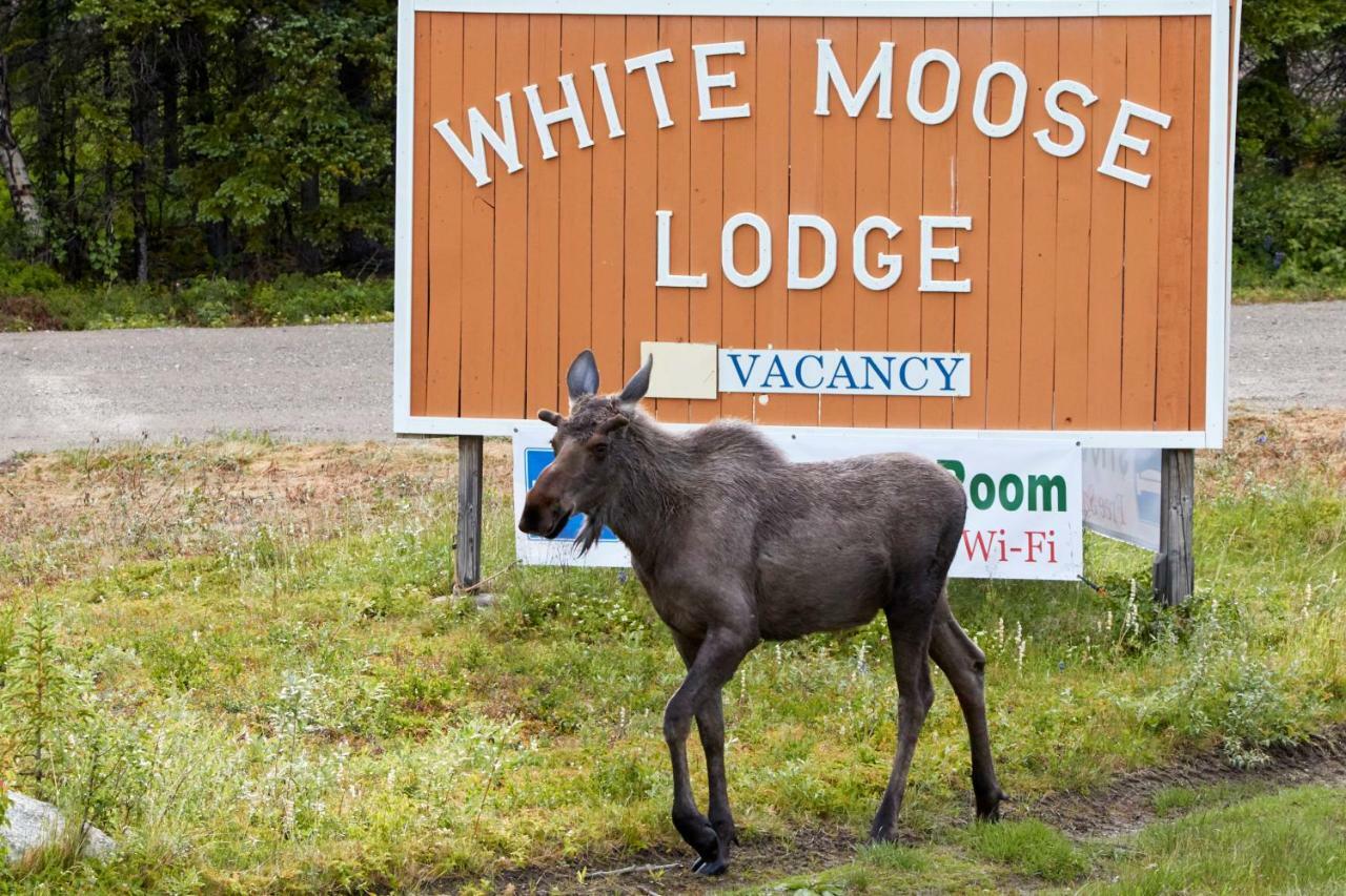 White Moose Lodge Healy Exterior foto